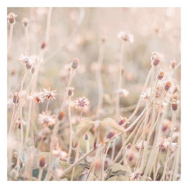 Fototapeta - Promienista łąka kwietna