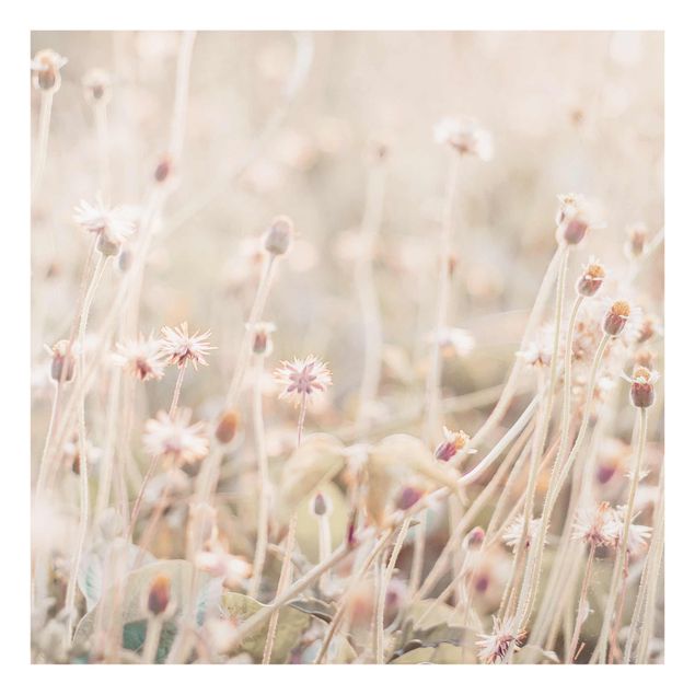 Obrazy z motywem kwiatowym Promienista łąka kwietna