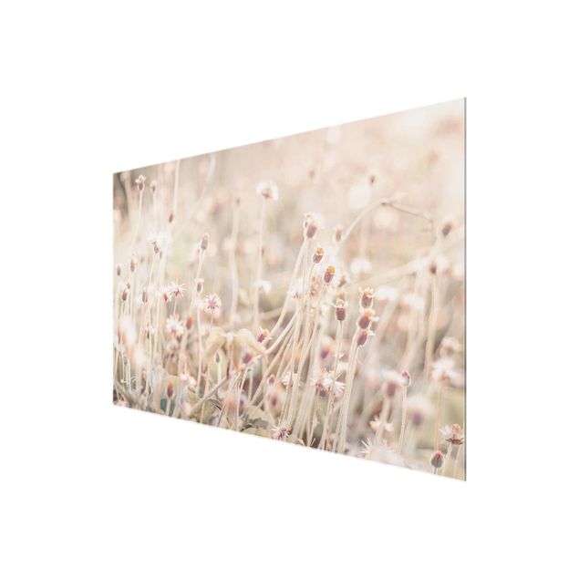 Obrazy na ścianę Promienista łąka kwietna