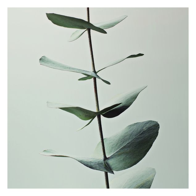 Fototapeta - Symetryczna gałązka eukaliptusa