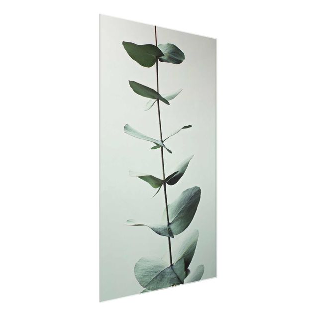 Obrazy nowoczesny Symetryczna gałązka eukaliptusa