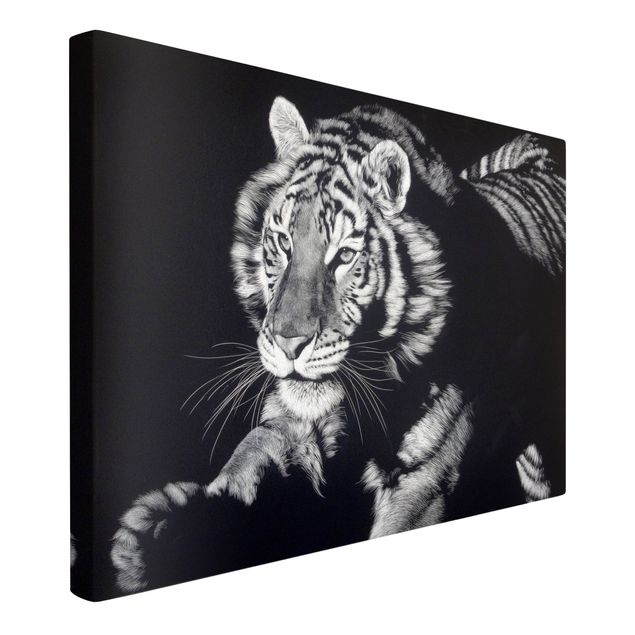 Obraz z tygrysem Tiger In The Sunlight On Black