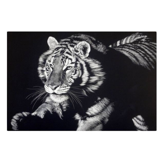 Obrazy na płótnie kot Tiger In The Sunlight On Black