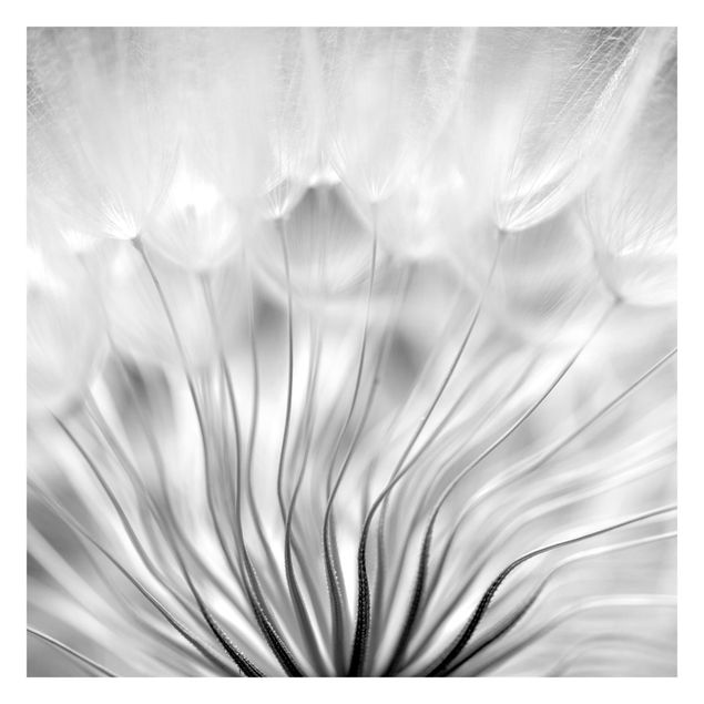Fototapeta - Dreamy Dandelion czarno-biały