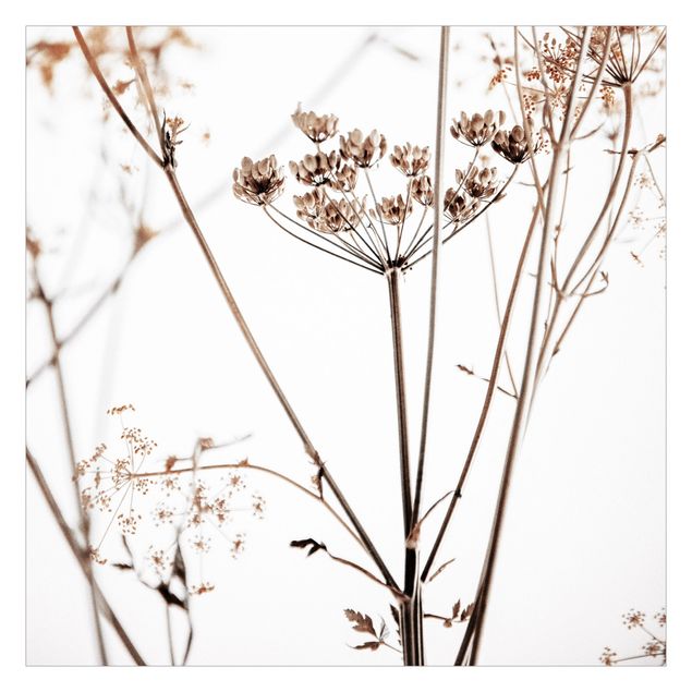 Fototapeta - Suchy kwiat w grze światła