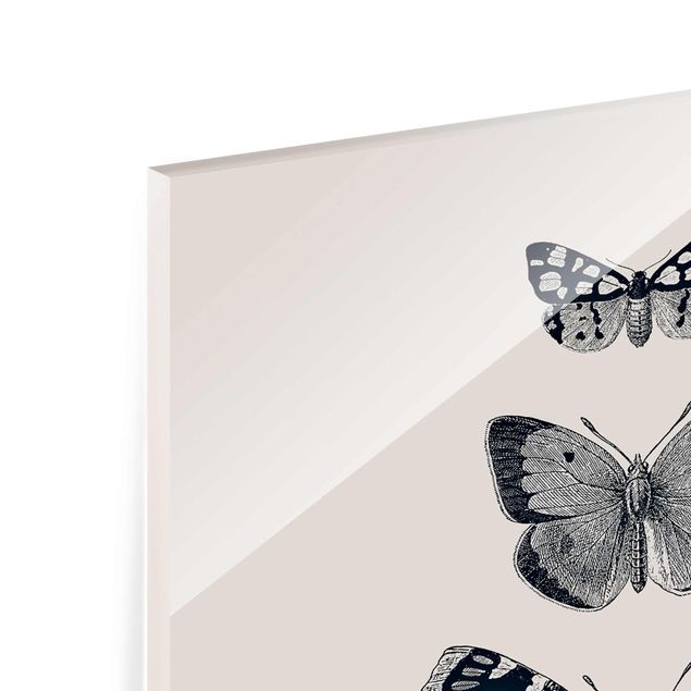Obrazy ze zwierzętami Motyle z atramentu na beżowym tle