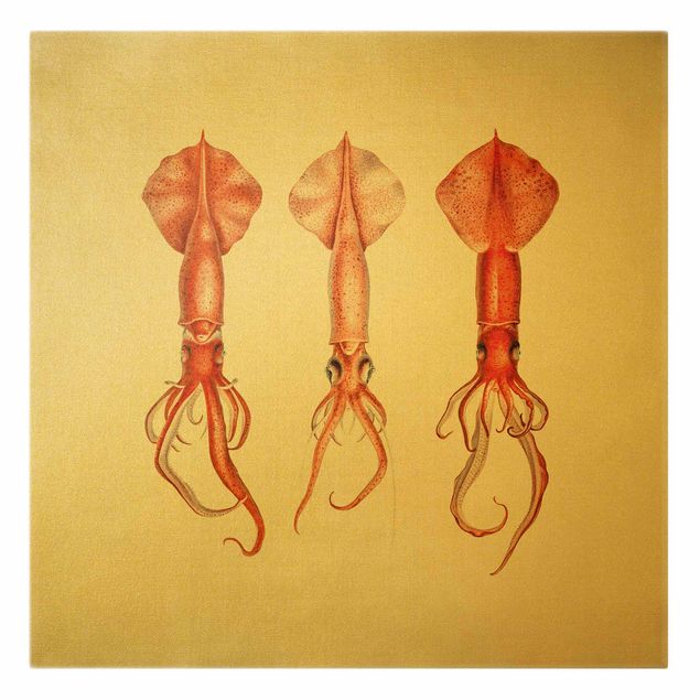 Obrazy zwierzęta Vintage Illustration Red Squid