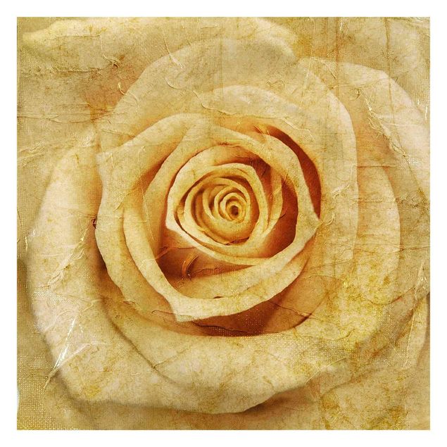Fototapeta - Vintage Rose