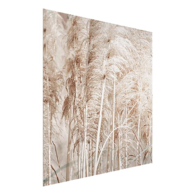 Obrazy nowoczesne Ciepła trawa pampasowa w lecie