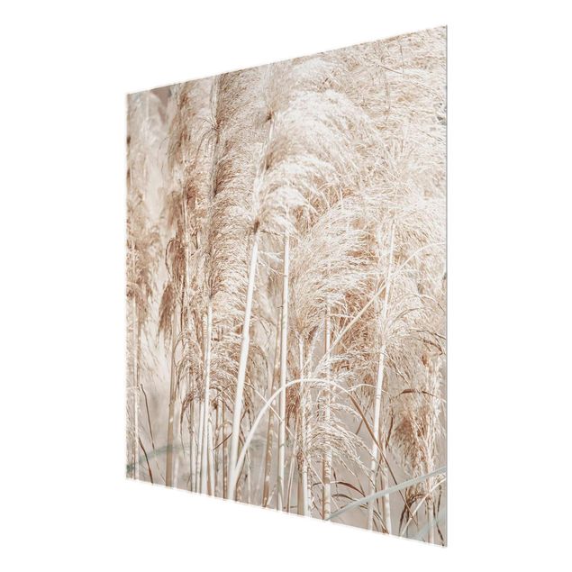 Obrazy na ścianę Ciepła trawa pampasowa w lecie