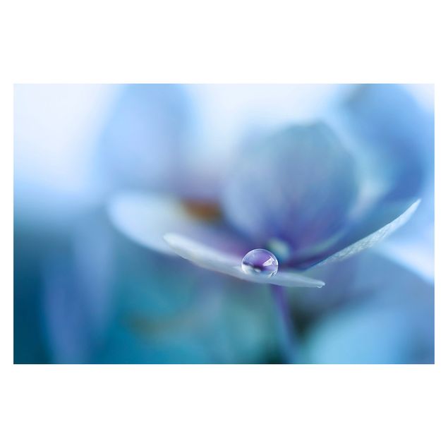 Fototapeta - Kwiat hortensji o kształcie kropli wody