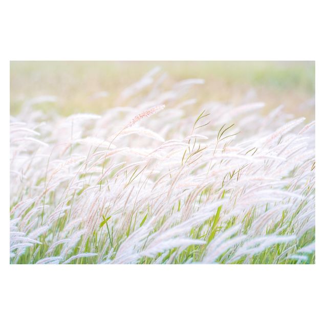 Fototapeta - Miękkie trawy