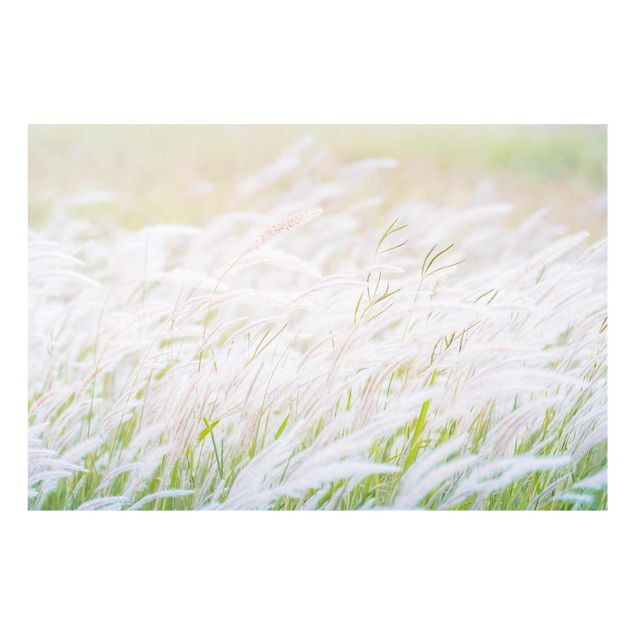 Obrazy z motywem kwiatowym Miękkie trawy