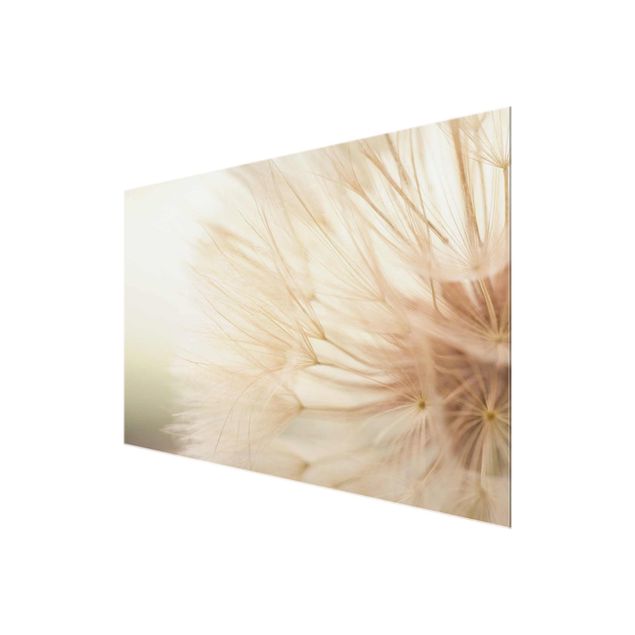 Obrazy z motywem kwiatowym Miękki mniszek lekarski
