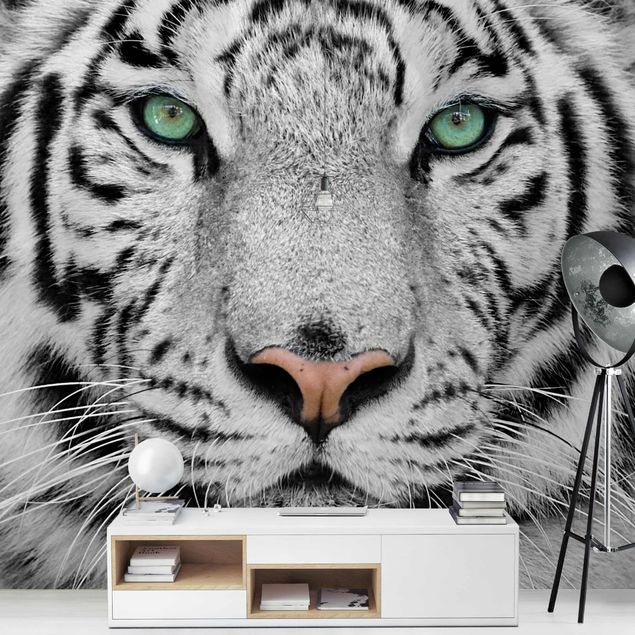 Tapeta czarno biała Biały tygrys