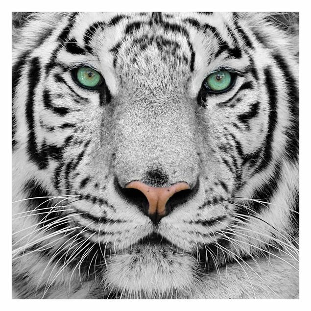 Fototapety Biały tygrys