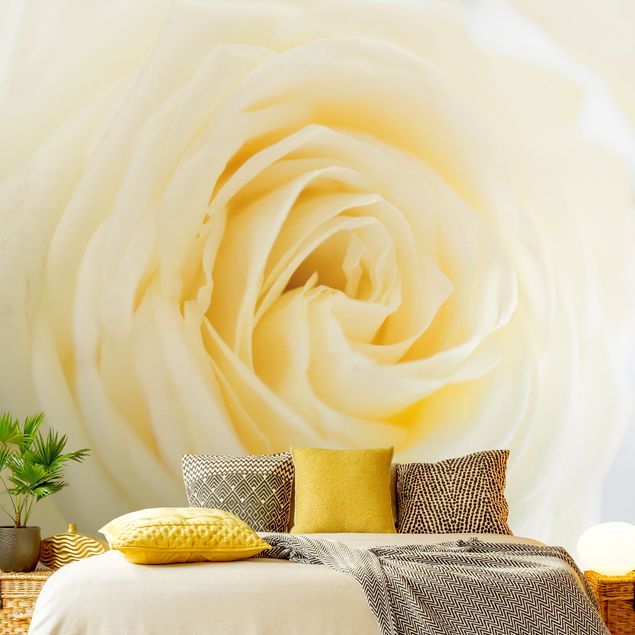 Tapety kwiaty Biała róża