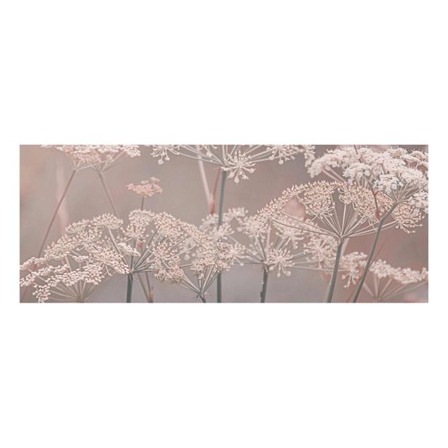 Obraz różowy Dzikie kwiaty parasolowate