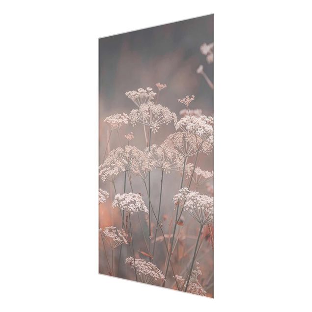 Obrazy z motywem kwiatowym Dzikie kwiaty parasolowate