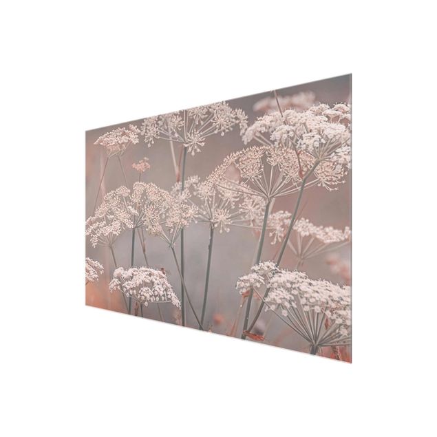 Obrazy z motywem kwiatowym Dzikie kwiaty parasolowate
