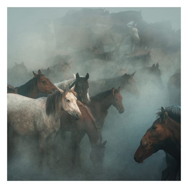 Fototapeta - Dzikie konie