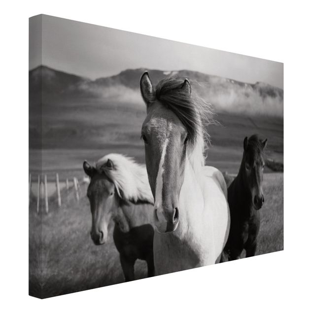 Konie obrazy Czarne i białe dzikie konie