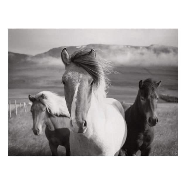 Obrazy ze zwierzętami Czarne i białe dzikie konie