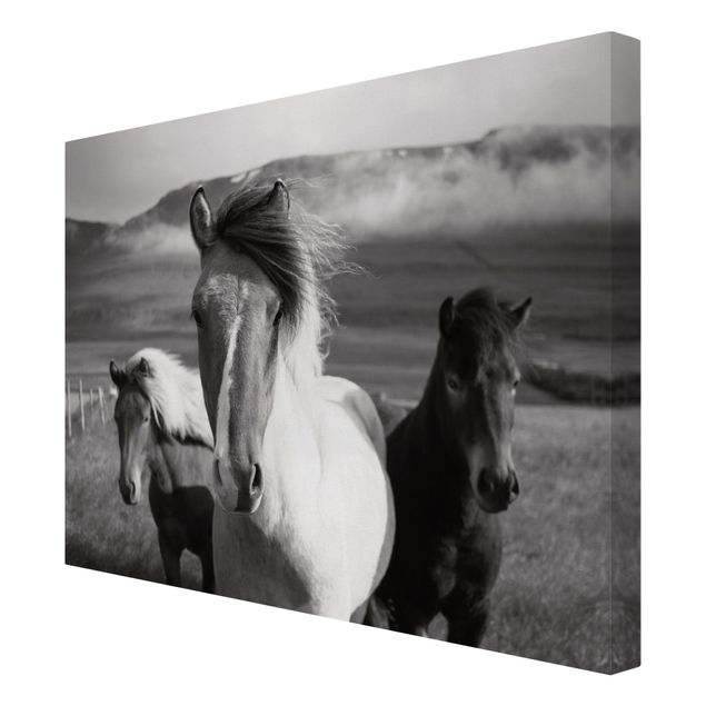 Obraz na płótnie konie Czarne i białe dzikie konie