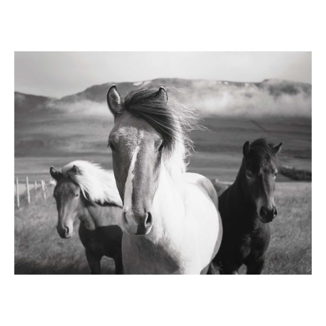 Obrazy na szkle zwierzęta Czarne i białe dzikie konie