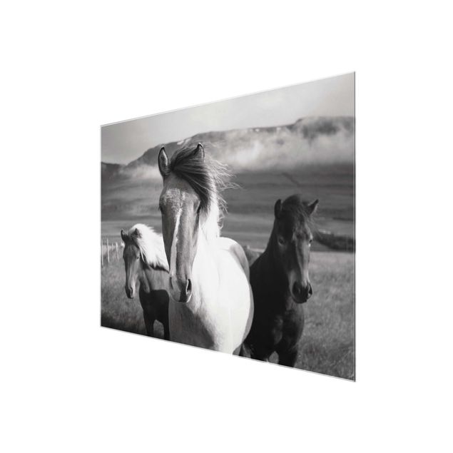 Obrazy nowoczesny Czarne i białe dzikie konie