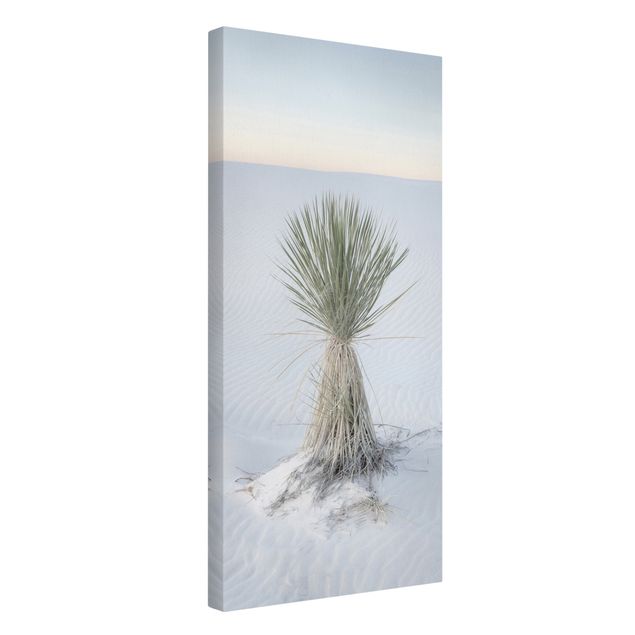Obraz niebieski Yucca palm in white sand