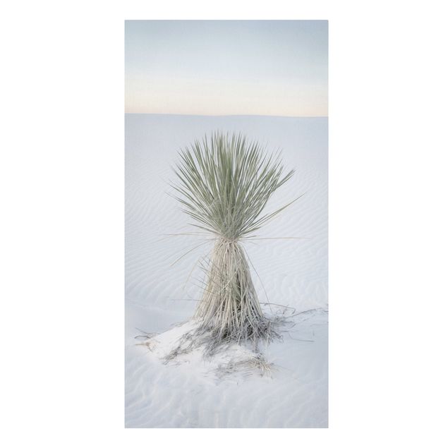 Obrazy natura Yucca palm in white sand