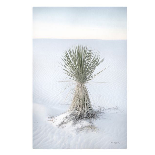 Obraz natura Yucca palm in white sand