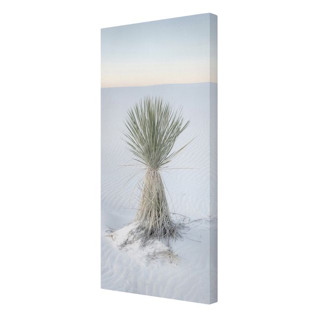 Obrazy na ścianę Yucca palm in white sand