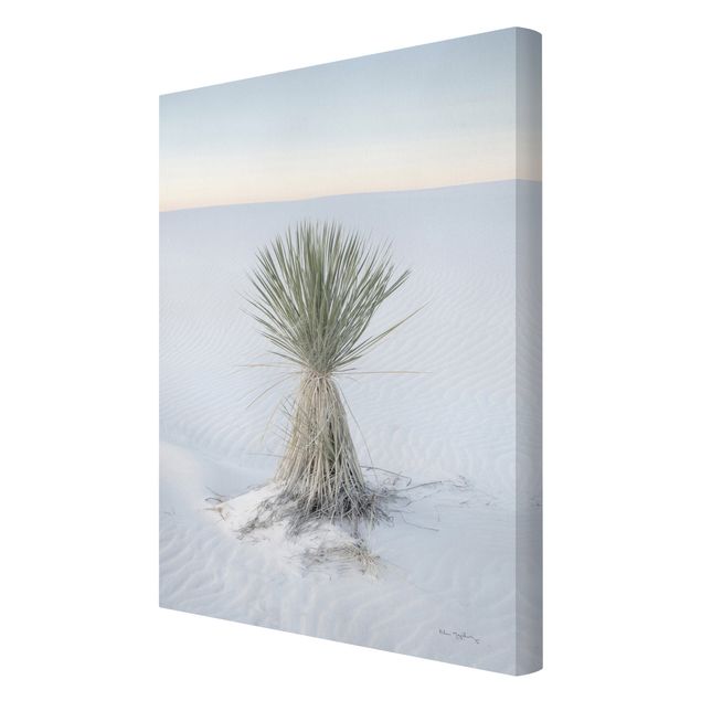 Obrazy Yucca palm in white sand