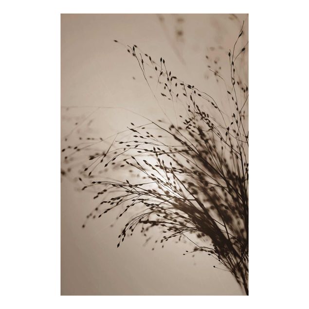 Obraz brązowy Delikatne trawy w porannej mgle