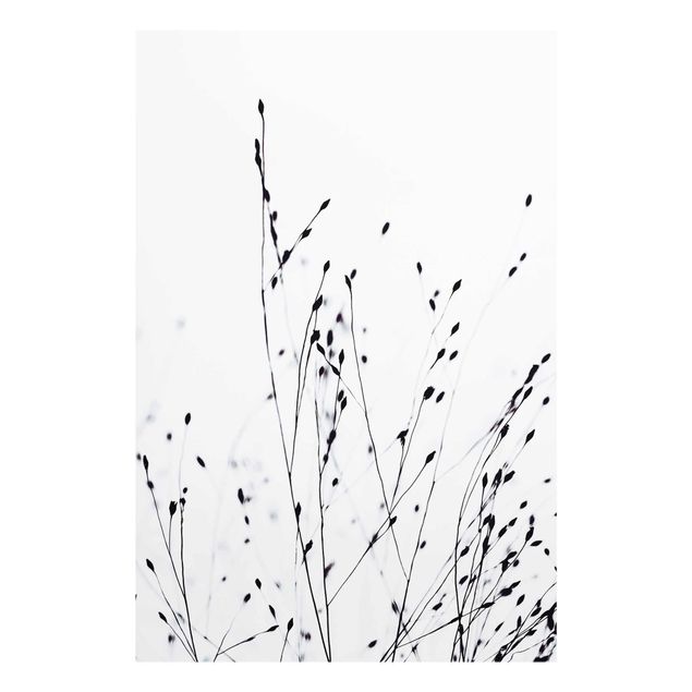 Czarno białe obrazy Trawy delikatne w bliskim cieniu