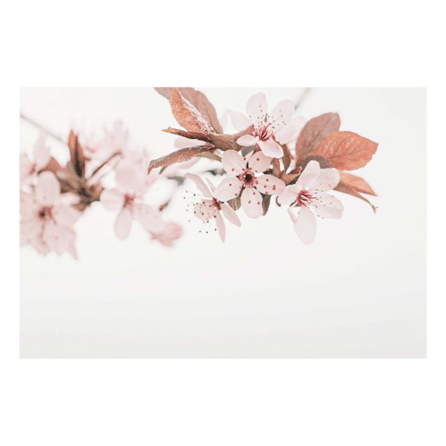 Obraz różowy Czułe kwiaty wiśni na gałęzi