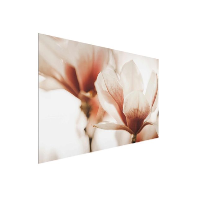 Nowoczesne obrazy Delikatne kwiaty magnolii w grze świateł