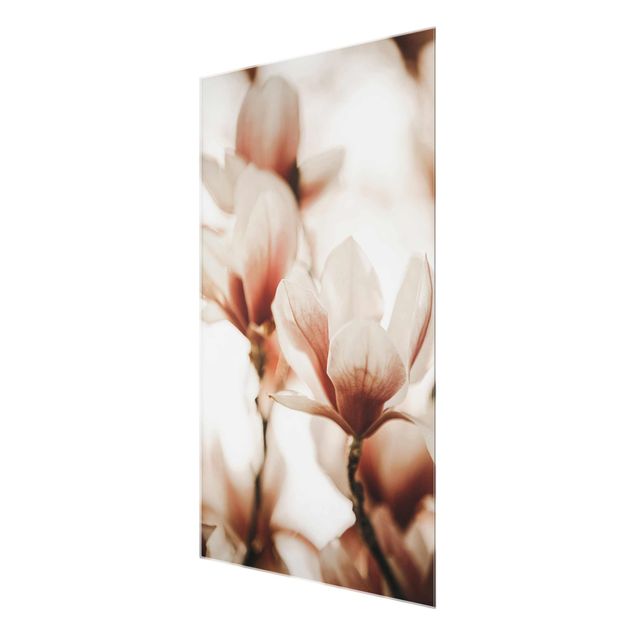 Obrazy z motywem kwiatowym Delikatne kwiaty magnolii w grze świateł