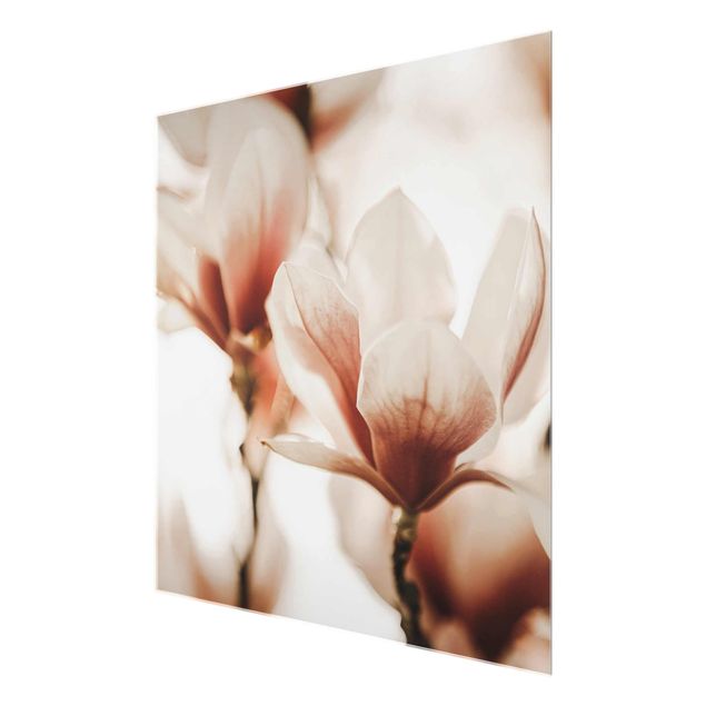 Obrazy z motywem kwiatowym Delikatne kwiaty magnolii w grze świateł