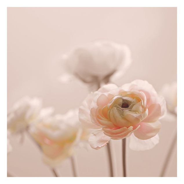 Fototapeta Czuły krzew o różowych kwiatach