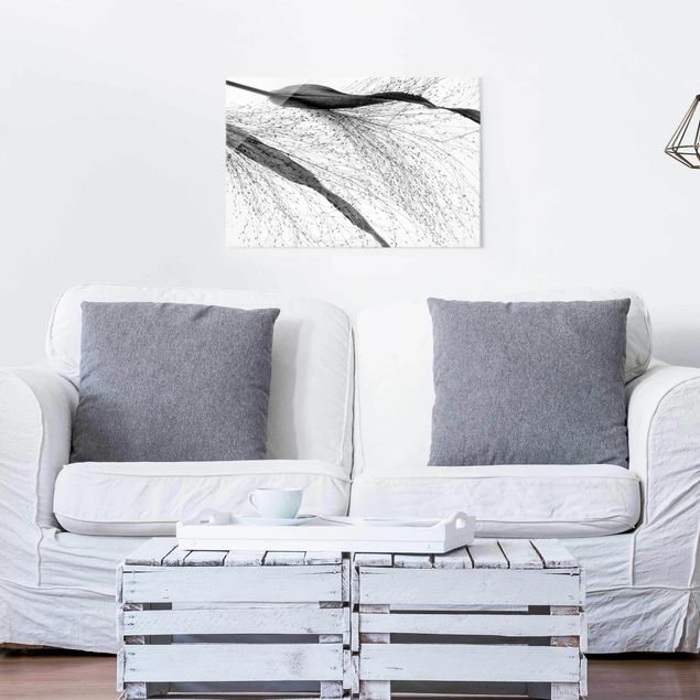 Obrazy do salonu Trzcina z delikatnymi pąkami czarno-biały