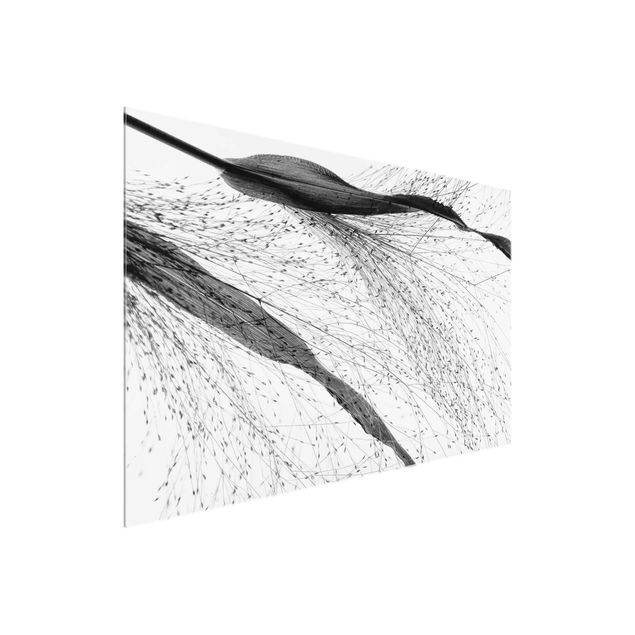Obrazy nowoczesne Trzcina z delikatnymi pąkami czarno-biały