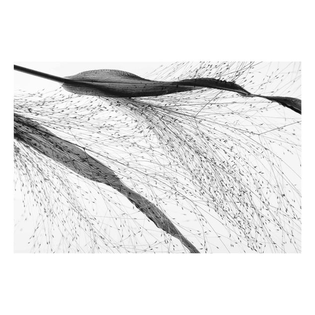 Czarno białe obrazy Trzcina z delikatnymi pąkami czarno-biały