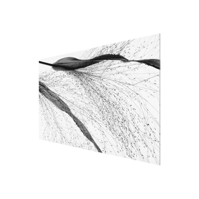 Obrazy kwiatowe Trzcina z delikatnymi pąkami czarno-biały