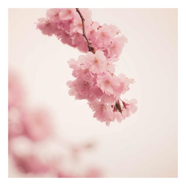 Obraz różowy Bladoróżowy wiosenny kwiat z bokeh
