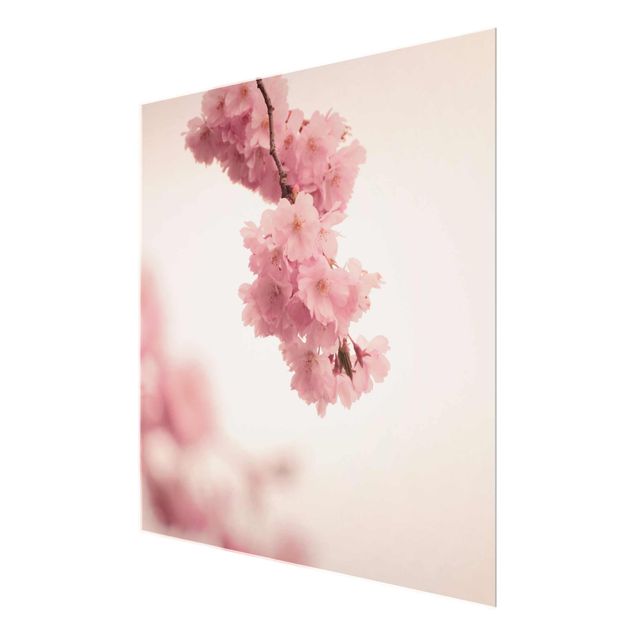 Obrazy z motywem kwiatowym Bladoróżowy wiosenny kwiat z bokeh