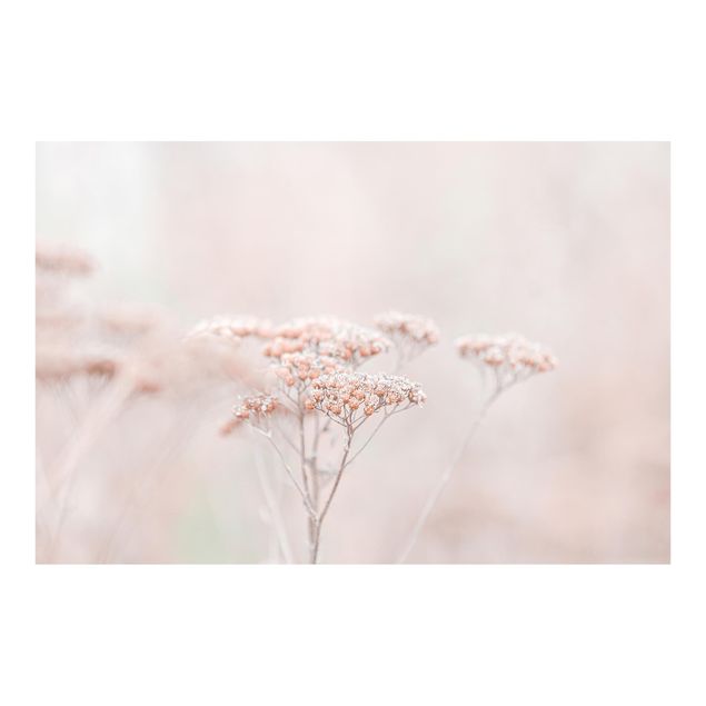 Fototapeta - Delikatne, różowe kwiaty polne
