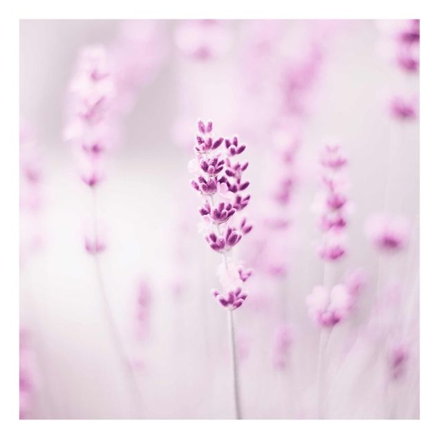 Obrazy motywy kwiatowe Jasnofioletowa lawenda